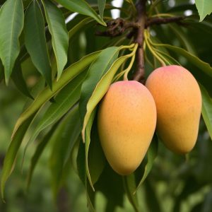Totapuri